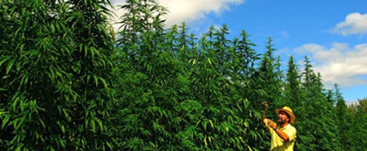 Image of Tall Hemp Plants and a person